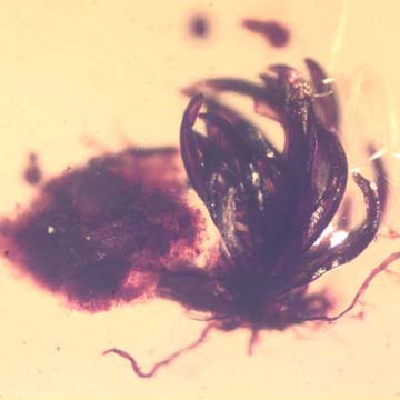 Rare Botanical With Roots And Fungus Gnat In Dominican Amber.
