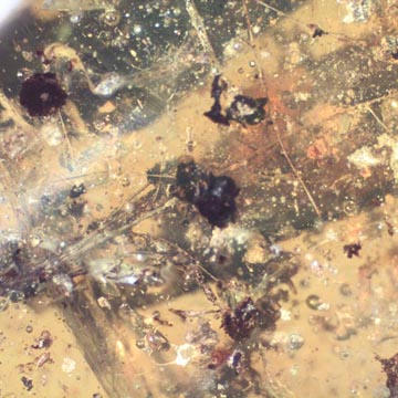 Rare Botanical With Spouting Roots, Sand Fly, Worker Ant, Leaves And Plant Hair Fiber In Dominican Amber Rare Botanical With Spouting Roots, Sand Fly, Worker Ant, Leaves And Plant Hair Fiber In Dominican Amber