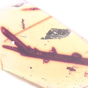 Rare Botanical With Thorn In Dominican Amber. Rare Botanical With Thorn In Dominican Amber.