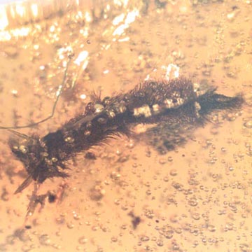 Rare Bract, Gall M Idge, Lost Of Ancient In Dominican Amber.