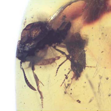Rare Breached Ant Holding Elongate Springtail In Dominican Amber. Rare Breached Ant Holding Elongate Springtail In Dominican Amber.