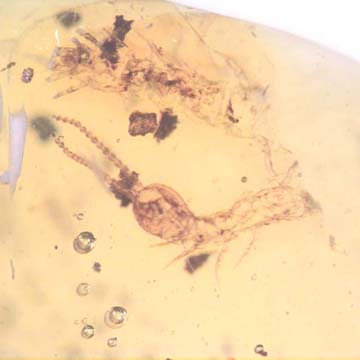 Rare Breached Centipede And Worker Ant In Dominican Amber Rare Breached Centipede And Worker Ant In Dominican Amber