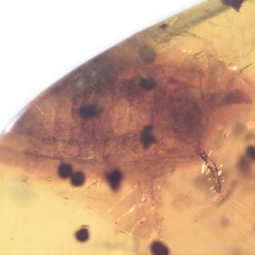 Rare Breached Isopod, Cricket And Gall Midge In Dominican Amber. Rare Breached Isopod, Cricket And Gall Midge In Dominican Amber.