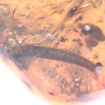 Rare Breached Millipede And Flower In Dominican Amber. Rare Breached Millipede And Flower In Dominican Amber.