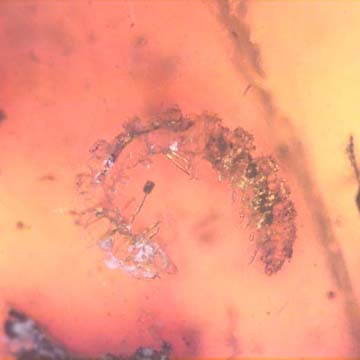 Rare Breached Millipede And Rove Beetle In Dominican Amber.