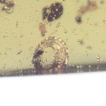 Rare Breached Millipede In Dominican Amber.