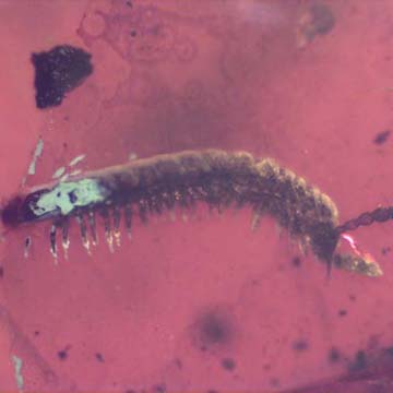 Rare Breached Millipede In Dominican Amber. Rare Breached Millipede In Dominican Amber.