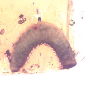 Rare Breached Millipede In Dominican Amber. Rare Breached Millipede In Dominican Amber.
