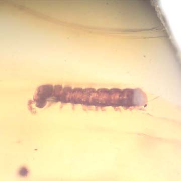 Rare Breached Millipede In Dominican Amber. Rare Breached Millipede In Dominican Amber.