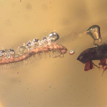 Rare Bubbly Millipede And Beetle In Dominican Amber.