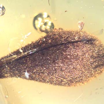 Rare Bud In Dominican Amber Rare Bud In Dominican Amber