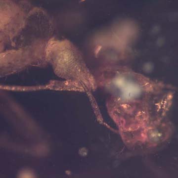 Rare Bug Holding Something In Dominican Amber Rare Bug Holding Something In Dominican Amber