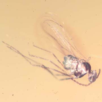 Rare Bug Trapped In Web And Gall Midge In Dominican Amber.