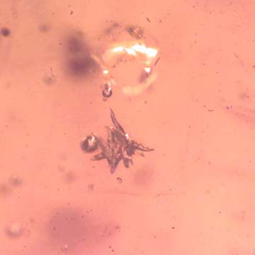 Rare Bunch Of Egg And Moth Fly In Dominican Amber