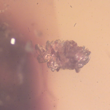 Rare Bunch Of Eggs And Stingless Bee In Dominican Amber Rare Bunch Of Eggs And Stingless Bee In Dominican Amber