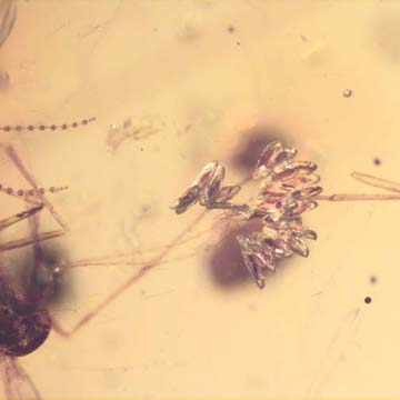 Rare Bunch Of Eggs In Dominican Amber Rare Bunch Of Eggs In Dominican Amber