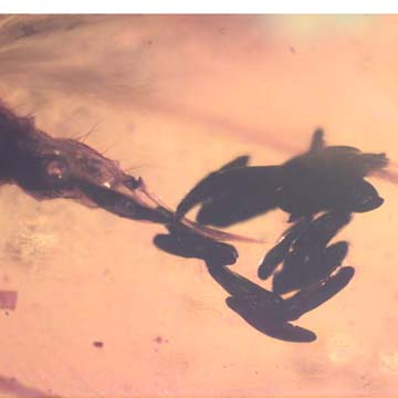 Rare Bunch Of Eggs In Dominican Amber Rare Bunch Of Eggs In Dominican Amber