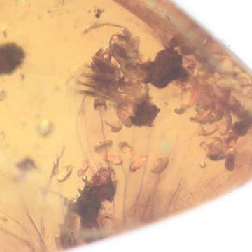 Rare Bunch Of Eggs In Dominican Amber Rare Bunch Of Eggs In Dominican Amber
