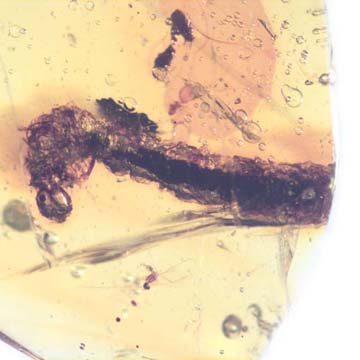 Rare Caterpillar In Dominican Amber Rare Caterpillar In Dominican Amber