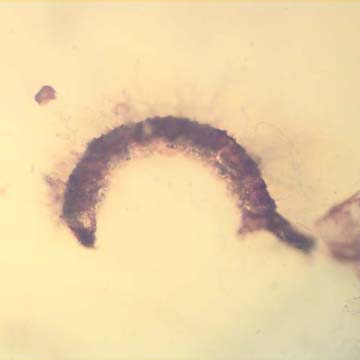 Rare Caterpillar In Dominican Amber