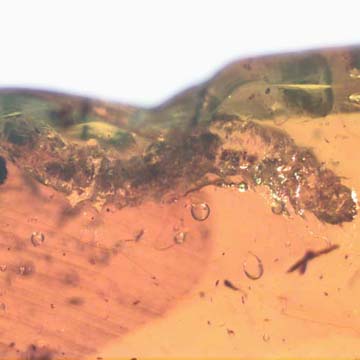 Rare Caterpillar In Dominican Amber Rare Caterpillar In Dominican Amber