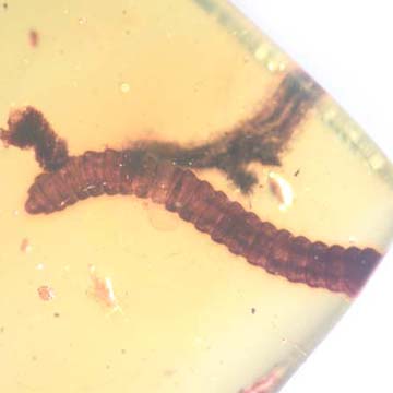 Rare Centipede, Isopod, Thrip Larva, Elongate Springtail, Thirteen Mites And Scelionid Wasp In Dominican Amber Rare Centipede, Isopod, Thrip Larva, Elongate Springtail, Thirteen Mites And Scelionid Wasp In Dominican Amber