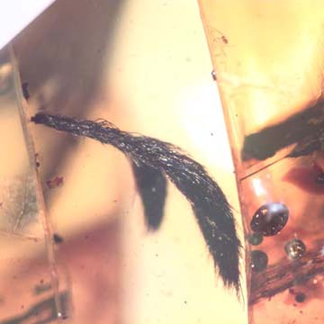 Rare Cool Hairy Botanical In Dominican Amber.