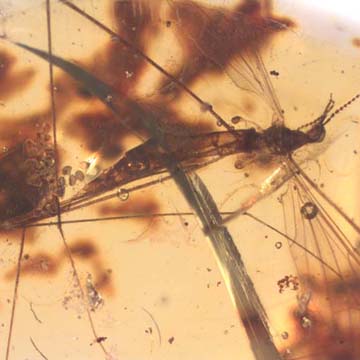 Rare Crane Fly With Bunch Of Eggs In Dominican Amber Rare Crane Fly With Bunch Of Eggs In Dominican Amber