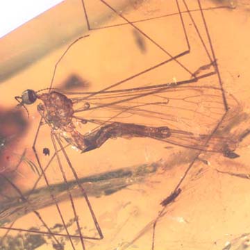 Rare Crane Fly With Mite Clinging On Its Leg In Dominican Amber