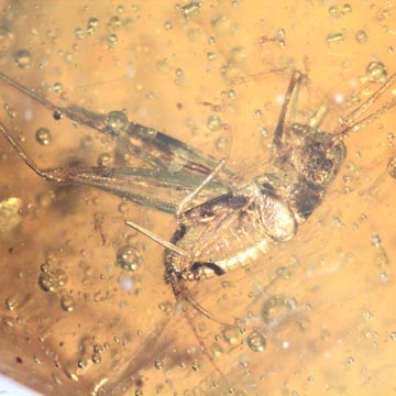 Rare Cricket And Spider In Dominican Amber Rare Cricket And Spider In Dominican Amber