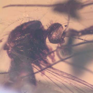 Rare Cut Female Mosquito And Fungus Gnat In Dominican Amber. Rare Cut Female Mosquito And Fungus Gnat In Dominican Amber.
