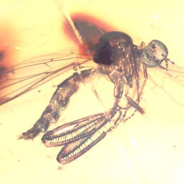 Rare Dance Fly And Black Scavenger Fly In Dominican Amber