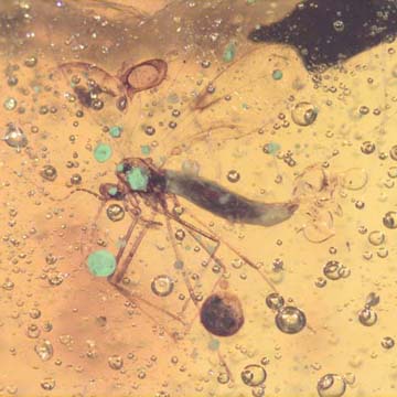 Rare Decomposed Gall Midge With Egg In Dominican Amber. Rare Decomposed Gall Midge With Egg In Dominican Amber.