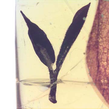 Rare Dicotyledon In Dominican Amber. Rare Dicotyledon In Dominican Amber.