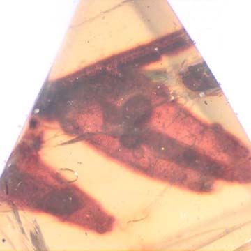 Rare Dicotyledon In Dominican Amber.
