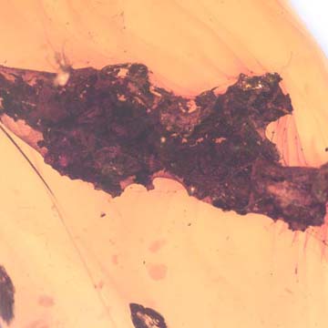 Rare Dirt Coverd With Web And True Midge In Dominican Amber Rare Dirt Coverd With Web And True Midge In Dominican Amber