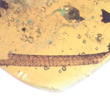 Rare Dragon Fly Tail In Dominican Amber. Rare Dragon Fly Tail In Dominican Amber.