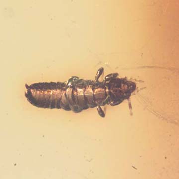 Rare Earwig In Dominican Amber