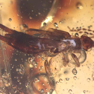 Rare Earwig In Dominican Amber