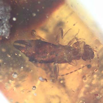Rare Earwig In Dominican Amber