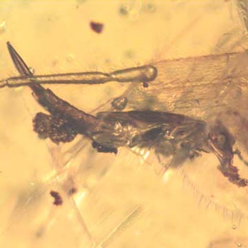 Rare Earwig In Dominican Amber