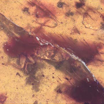 Rare Earwig In Dominican Amber Rare Earwig In Dominican Amber
