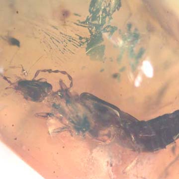 Rare Earwig In Dominican Amber