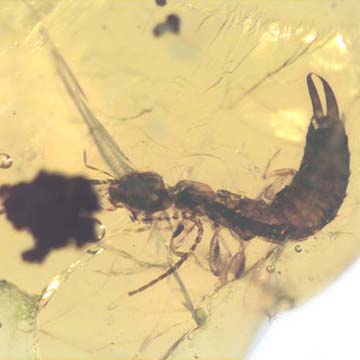 Rare Earwig In Dominican Amber Rare Earwig In Dominican Amber