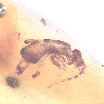 Rare Earwig In Dominican Amber Rare Earwig In Dominican Amber