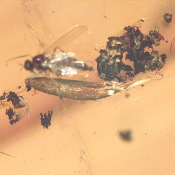 Rare Egg And Snipe Fly In Dominican Amber Rare Egg And Snipe Fly In Dominican Amber