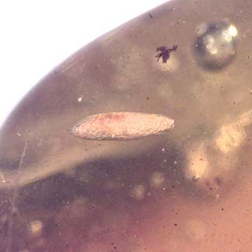 Rare Egg In Dominican Amber Rare Egg In Dominican Amber