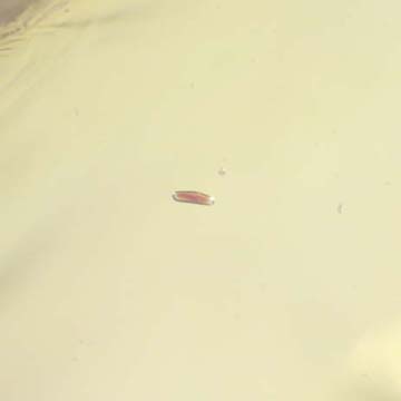 Rare Eggs And Two Gall Midge In Dominican Amber. Rare Eggs And Two Gall Midge In Dominican Amber.