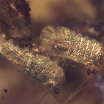 Rare Eight Larvae Of Ant And 2 Worker Ants In Dominican Amber Rare Eight Larvae Of Ant And 2 Worker Ants In Dominican Amber