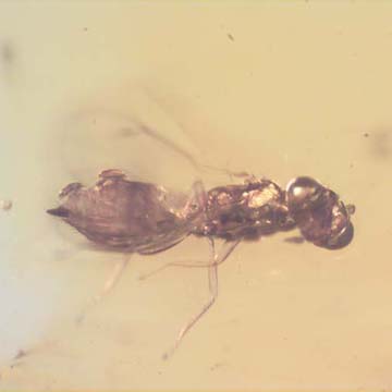 Rare Eupelmed Wasp With Two Mites Riding On Its Abdomen In Dominican Amber. Rare Eupelmed Wasp With Two Mites Riding On Its Abdomen In Dominican Amber.